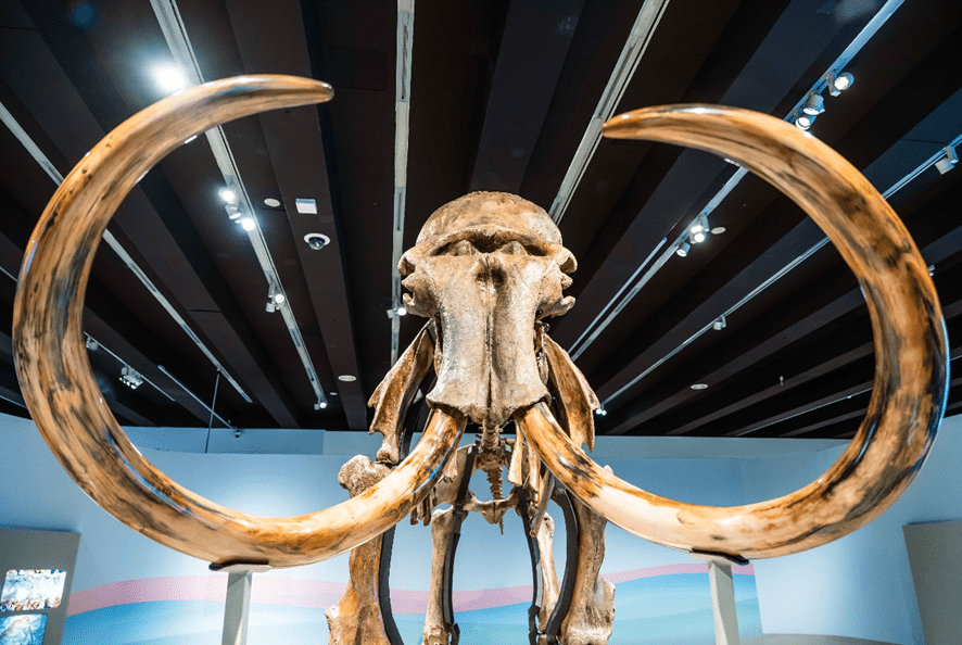 Un mamut en el centro de Madrid